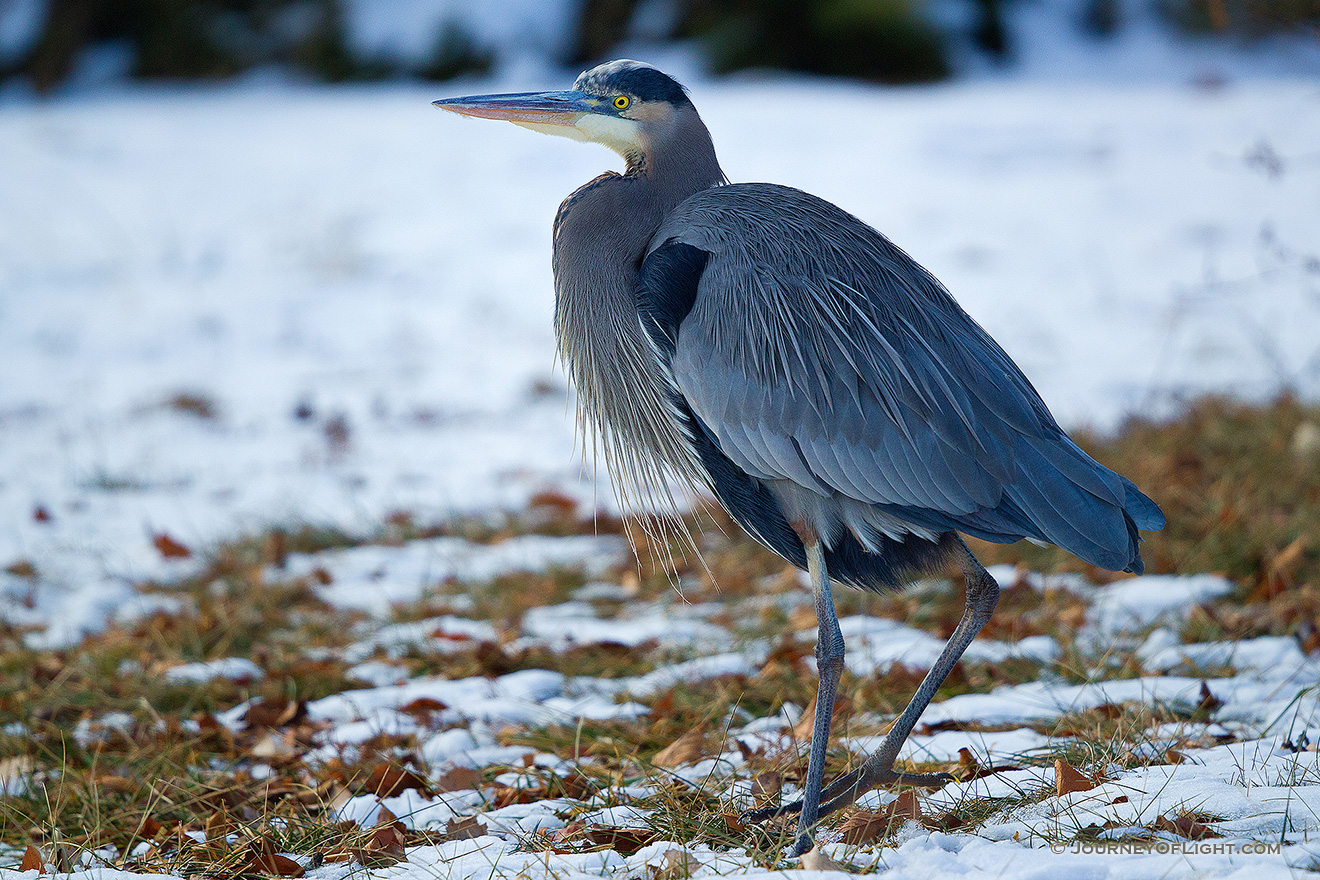 A Great Blue Heron watches quietly in the snow on a cold winter day at Schramm State Recreation Area. - Schramm SRA Picture