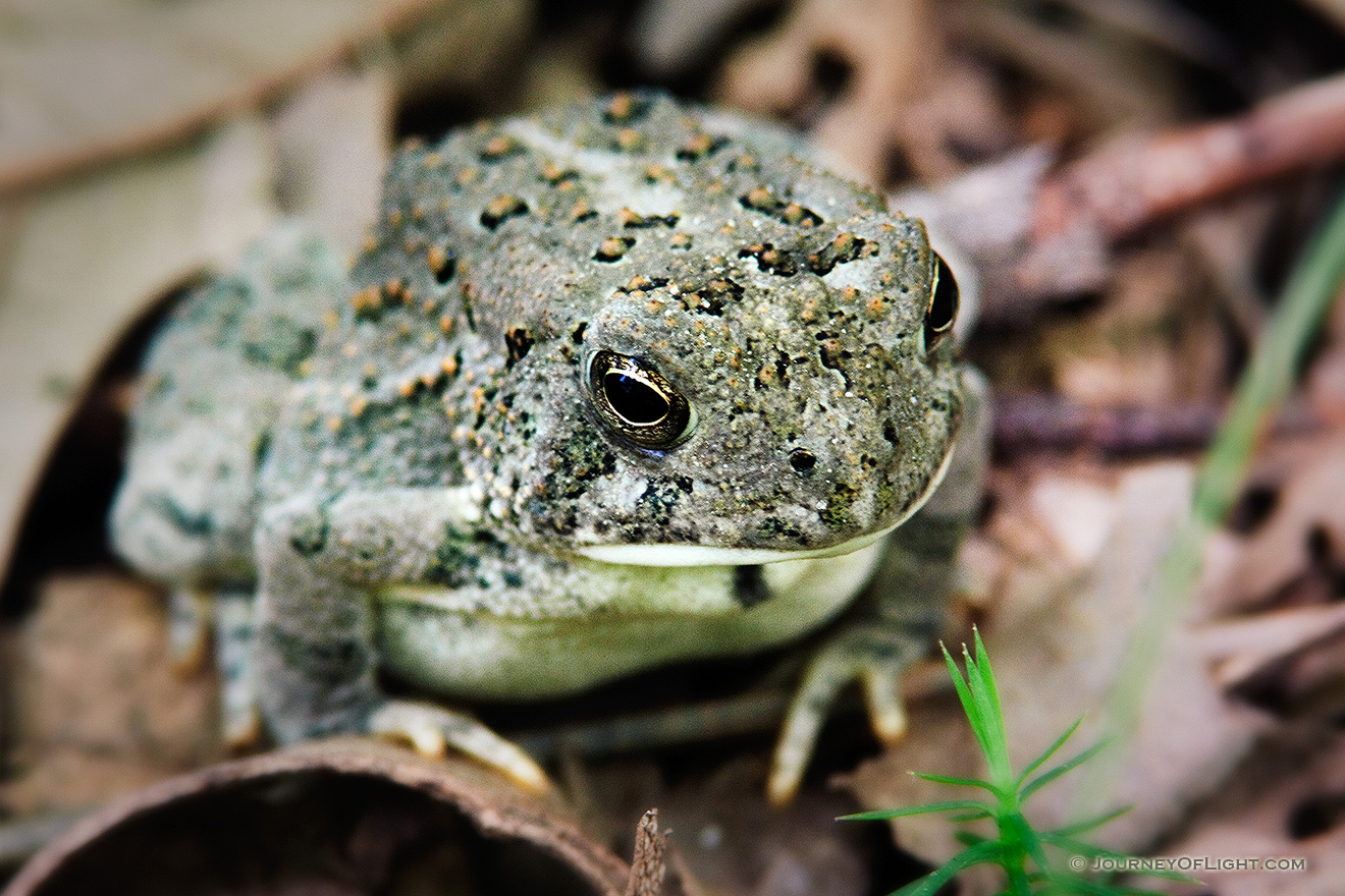 A Woodhouse's Toad, almost blending into the background, rests on the forest floor at Schramm State Recreation Area, Nebraska. - Schramm SRA Picture