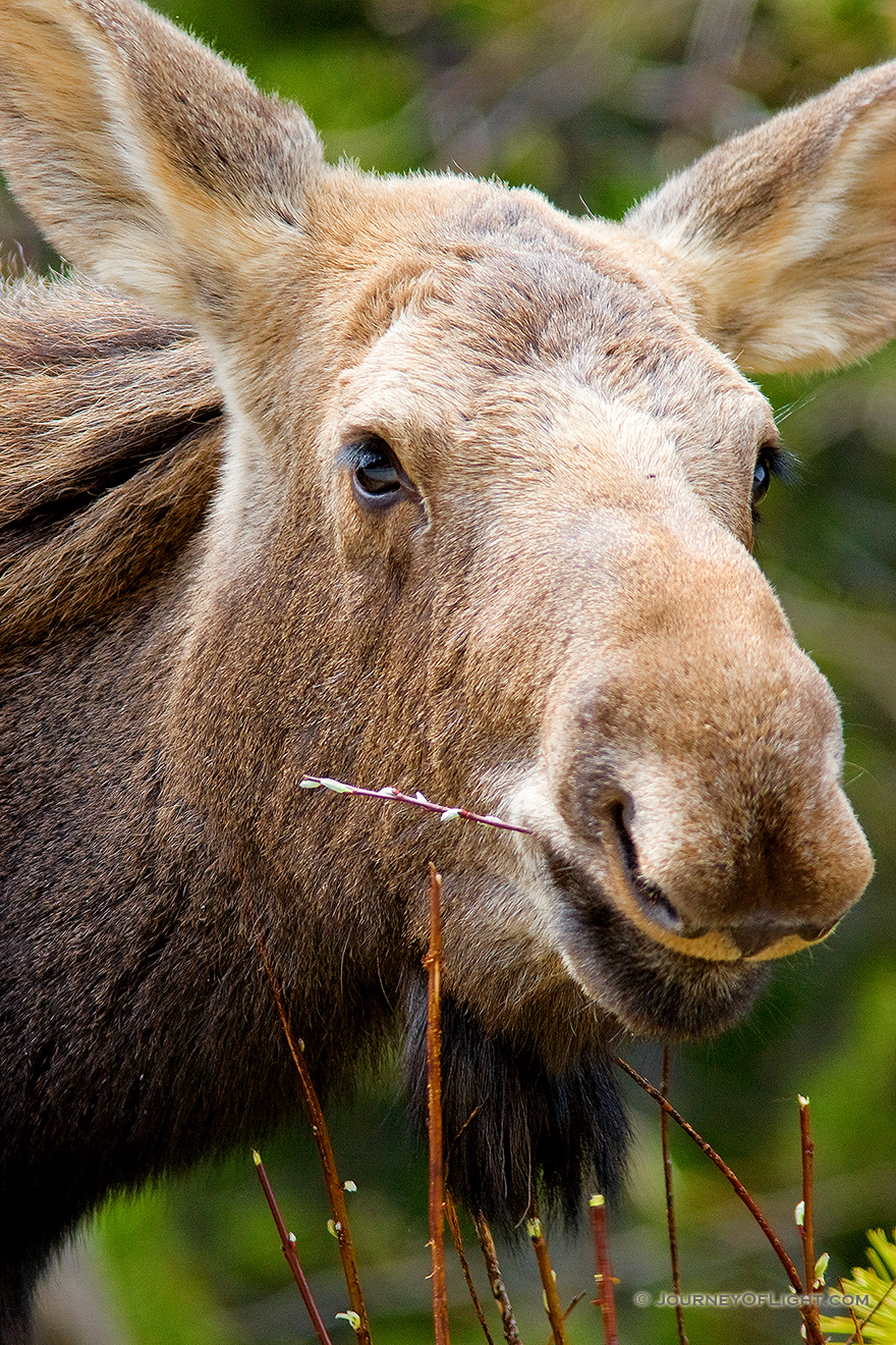 A moose portrait in Banff National Park, Alberta, Canada. - Canada Picture