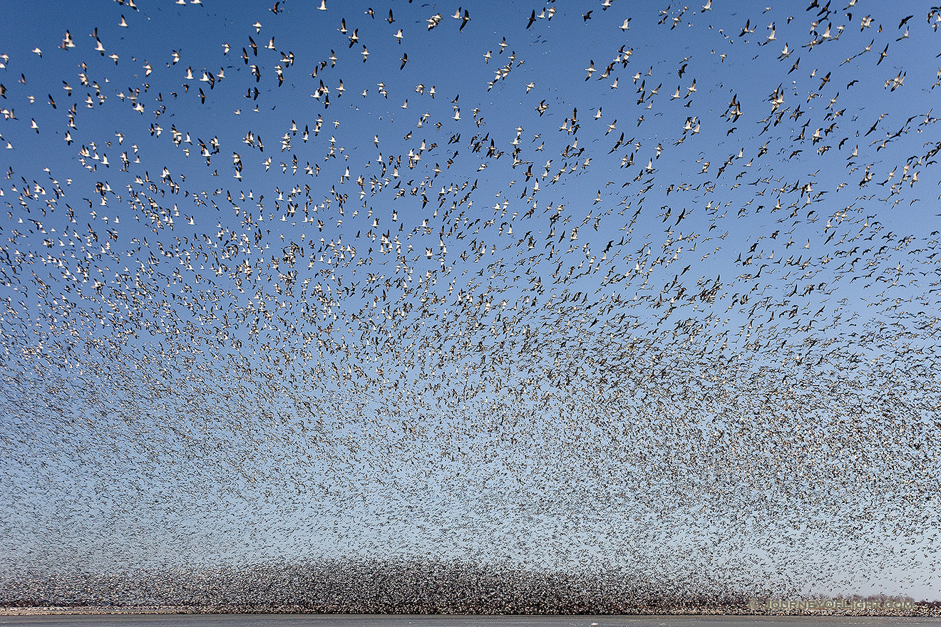 In this photograph, some of the birds are discernible, while the majority exist only as a large black wave in the background. This really exemplifies the shear magnitude of this flock of geese on the lake at Squaw Creek National Wildlife Refuge. - Squaw Creek NWR Picture