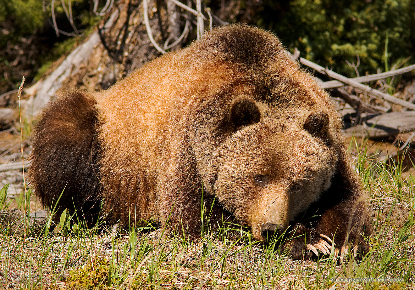 A Grizzly Bear rests quietly in a field after having just woken up from his several month nap. - Canada Picture