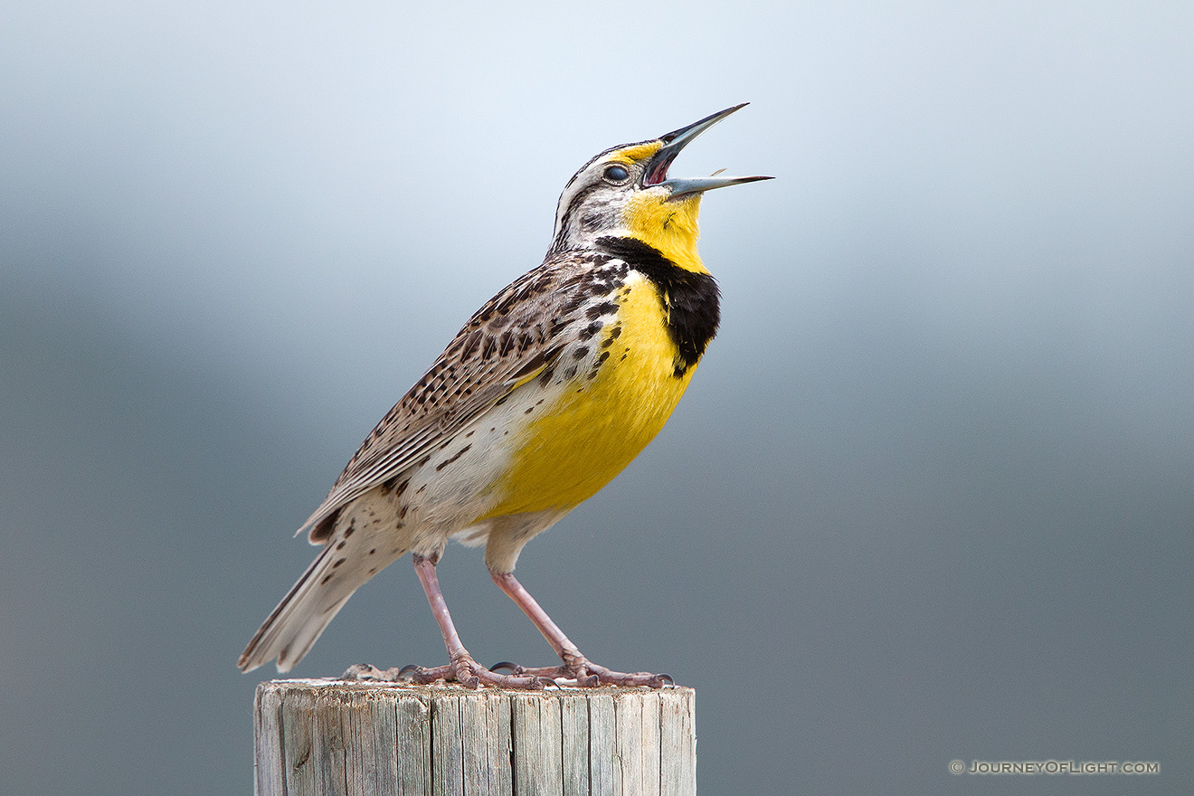 A Western Meadowlark, the state bird of Nebraska, sings on a fencepost at Ft. Niobrara National Wildlife Refuge. - Ft. Niobrara Picture