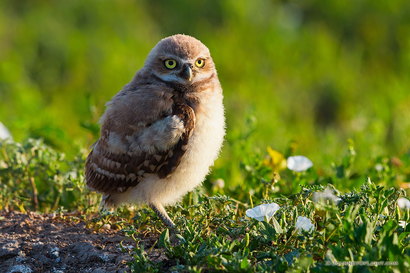An owlet takes in the warmth of the morning sun in Badlands National Park, South Dakota. - South Dakota Picture