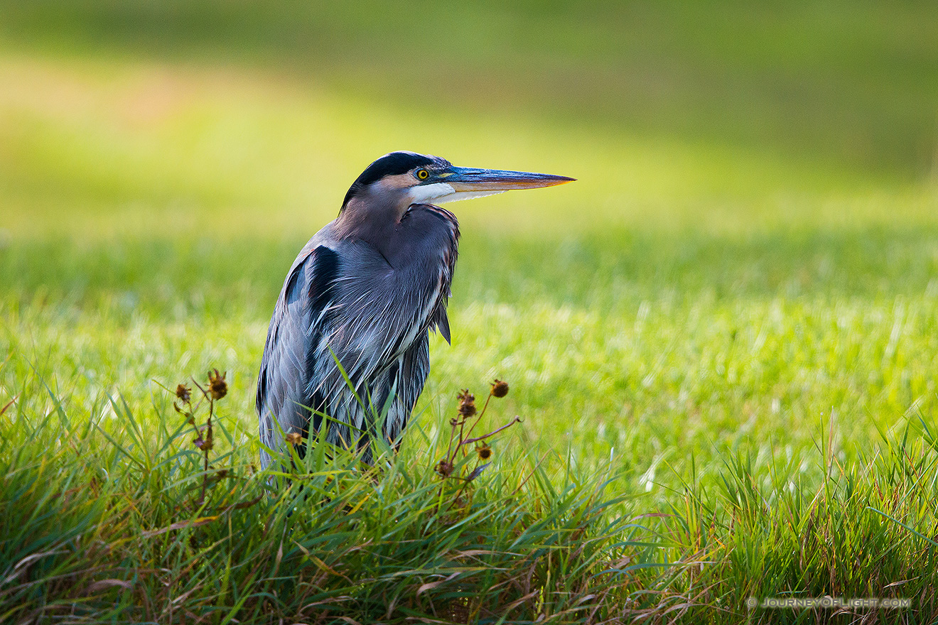 The Great Blue Heron, a graceful member of the avian species, has always proven to be a difficult subject for me to capture a compelling image.  Frequent visitors to my blog know that one of my visited photography locations is Schramm State Park Recreation Area in eastern Nebraska.  Besides being close to my home, there is a resident heron that fishes in the small ponds nestled along the western boundary of the park.  On a beautiful autumn evening last week I found the heron resting on the shore.  I had originally planned on capturing photos of the red maples leaves that still hang from some of the trees.  Instead, I setup in the reeds across the pond from the heron and began to click away at the shutter.  As the light changed in the background, the verdant green grass complemented the blues of the heron.  For a few moments I felt the stresses of life diminish.  In retrospective I don't think I could have asked better conditions for photographing such an elegant bird and becoming one with nature. - Schramm SRA Picture