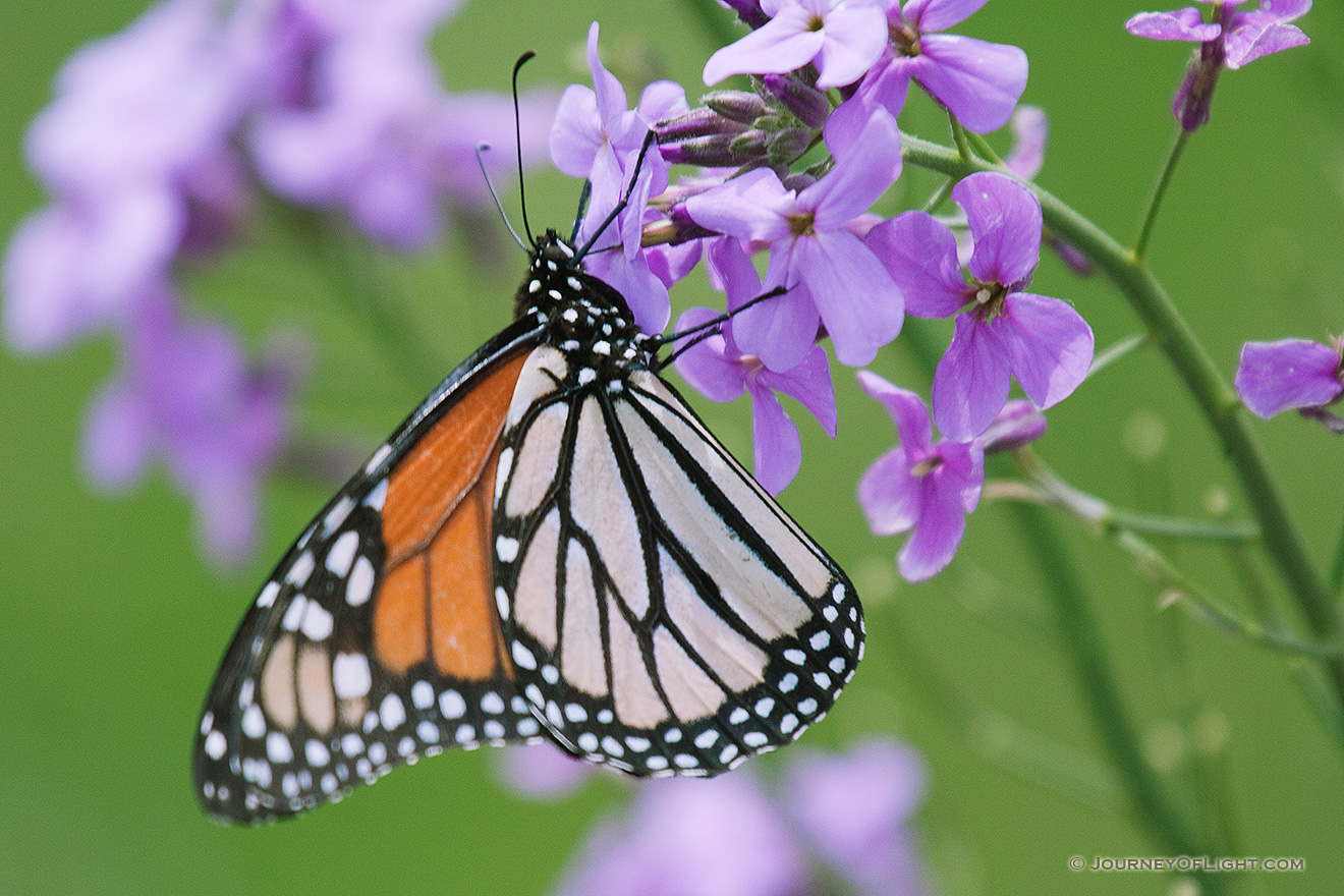 A Monarch butterfly rests on a Dame's Rocket at Schramm State Recreation Area in eastern Nebraska. - Nebraska Picture