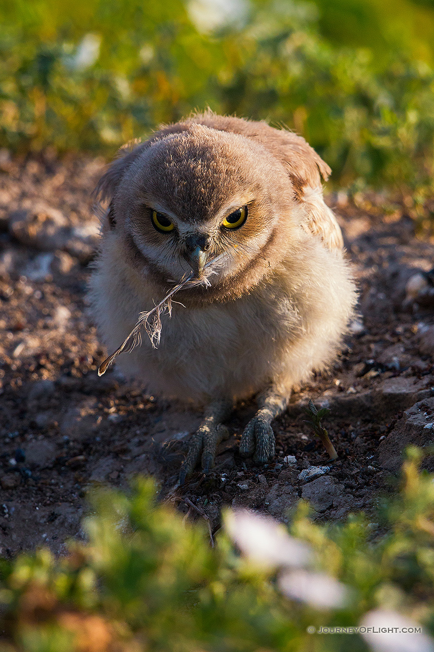 A burrowing owl chick picks up a fallen feather in Badlands National Park, South Dakota. - South Dakota Picture