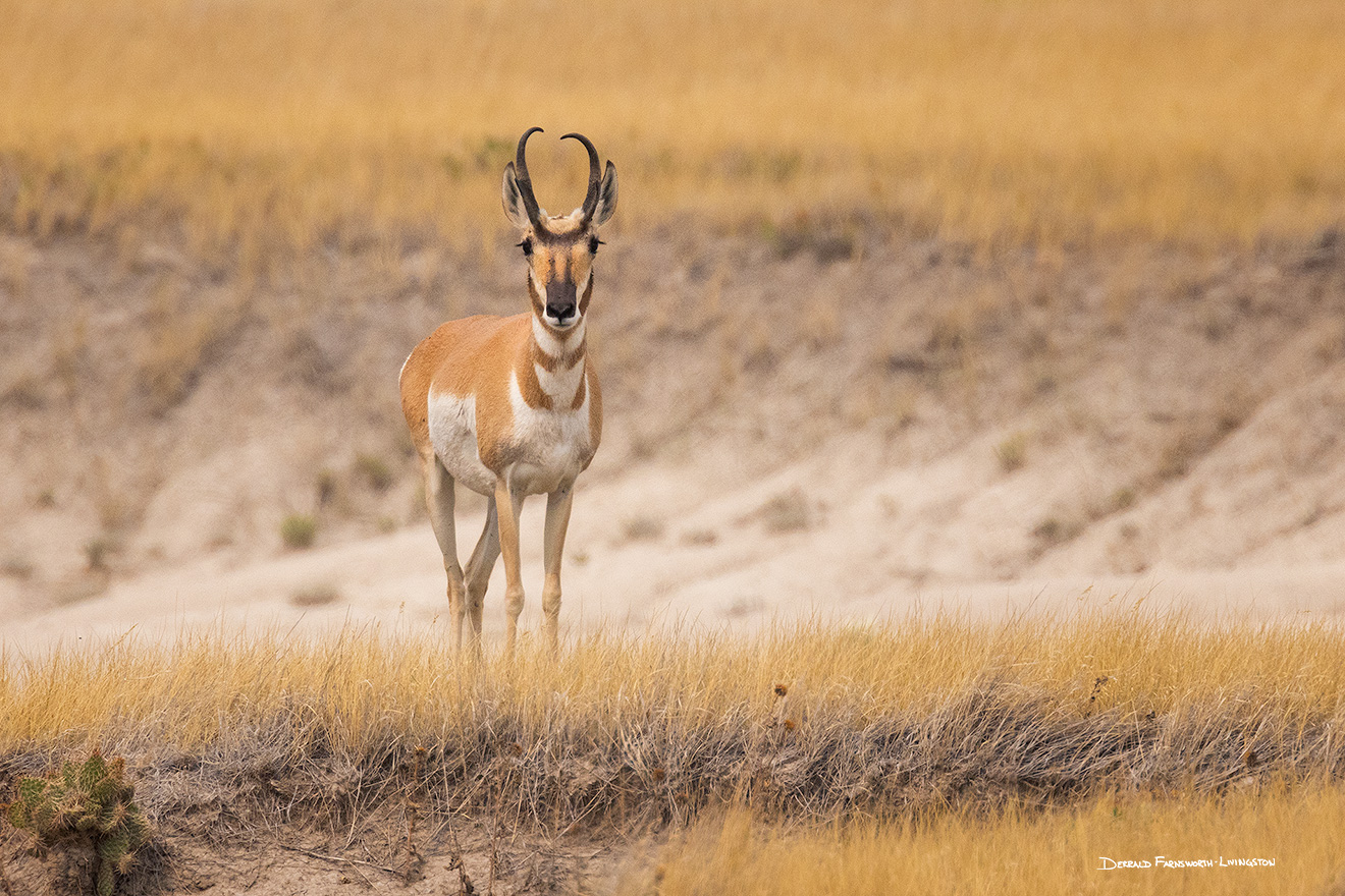 A wildlife photograph of a pronghorn in western Nebraska. - Nebraska,Animals Picture