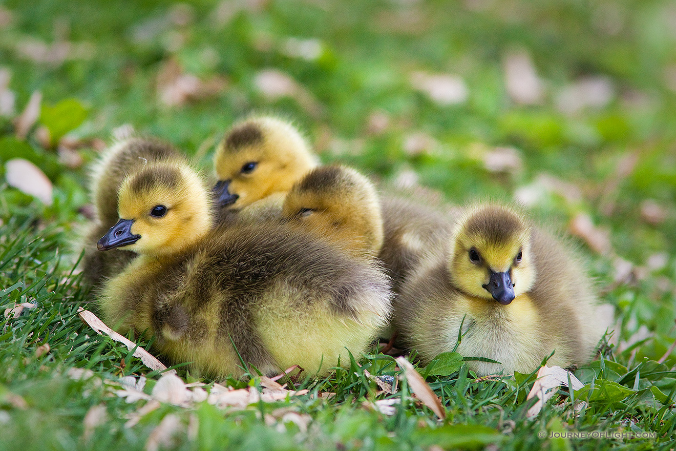 A gaggle of newly hatched gosling huddle together on the green spring grass. - Schramm SRA Picture