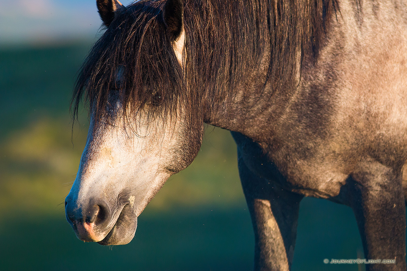 A wild horse roams near the top of a plateau in the early morning sun at Theodore Roosevelt National Park in North Dakota. - North Dakota Picture