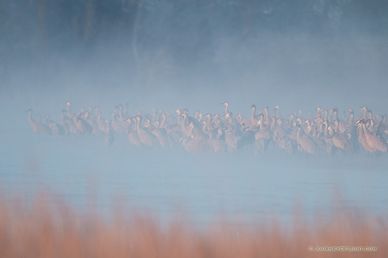 On a cool, foggy March morning a group of Sandhill Cranes wait on a sandbar in the Platte River. - Great Plains,Wildlife Picture