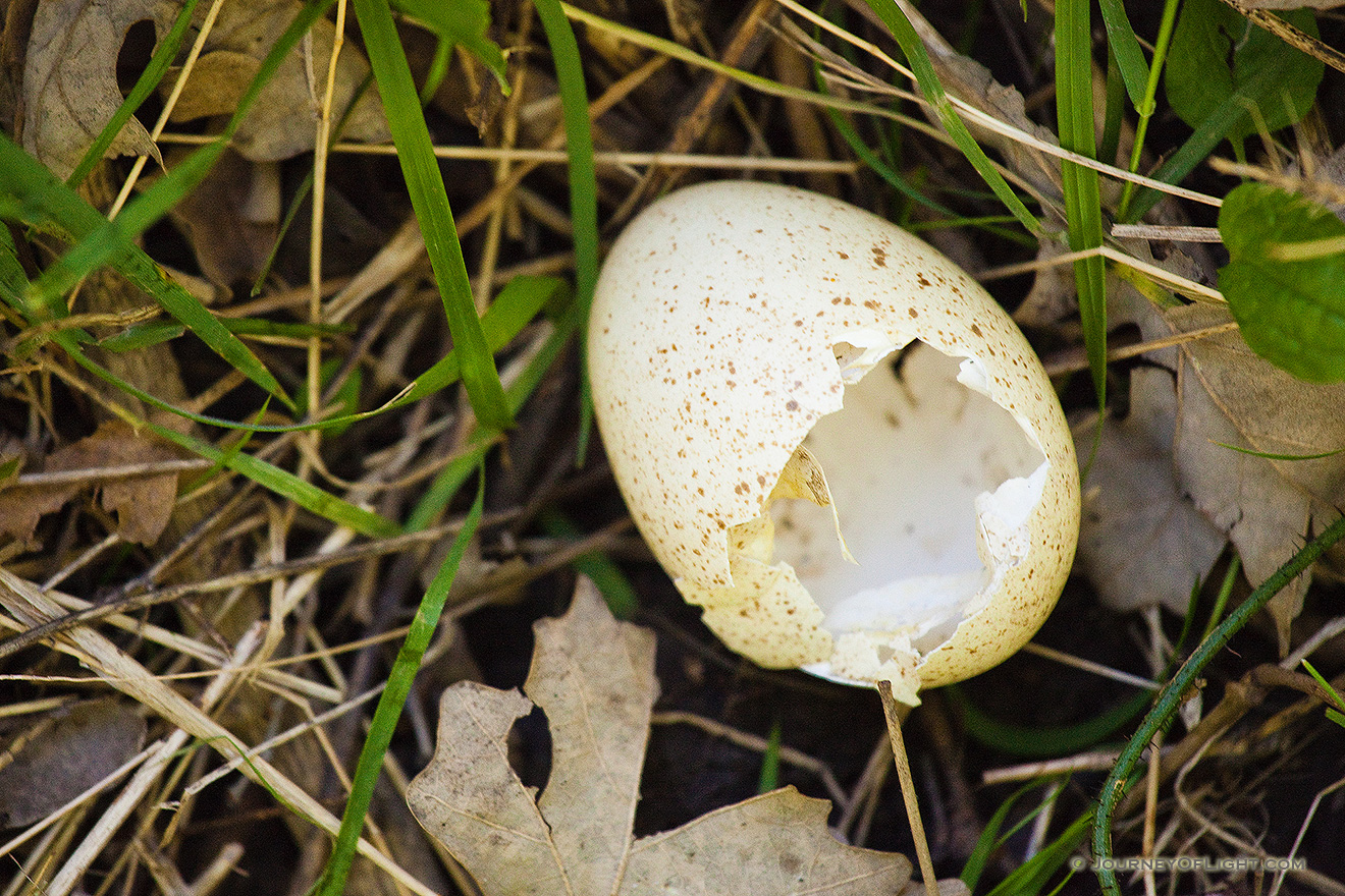 A former home of a Canada Goose gosling lies on the forest floor at Schramm State Recreation Area, Nebraska. - Nebraska Picture