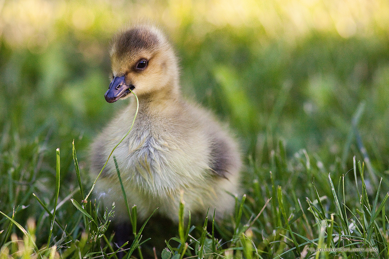 A newly hatched gosling chews on some verdant grass. - Schramm SRA Picture