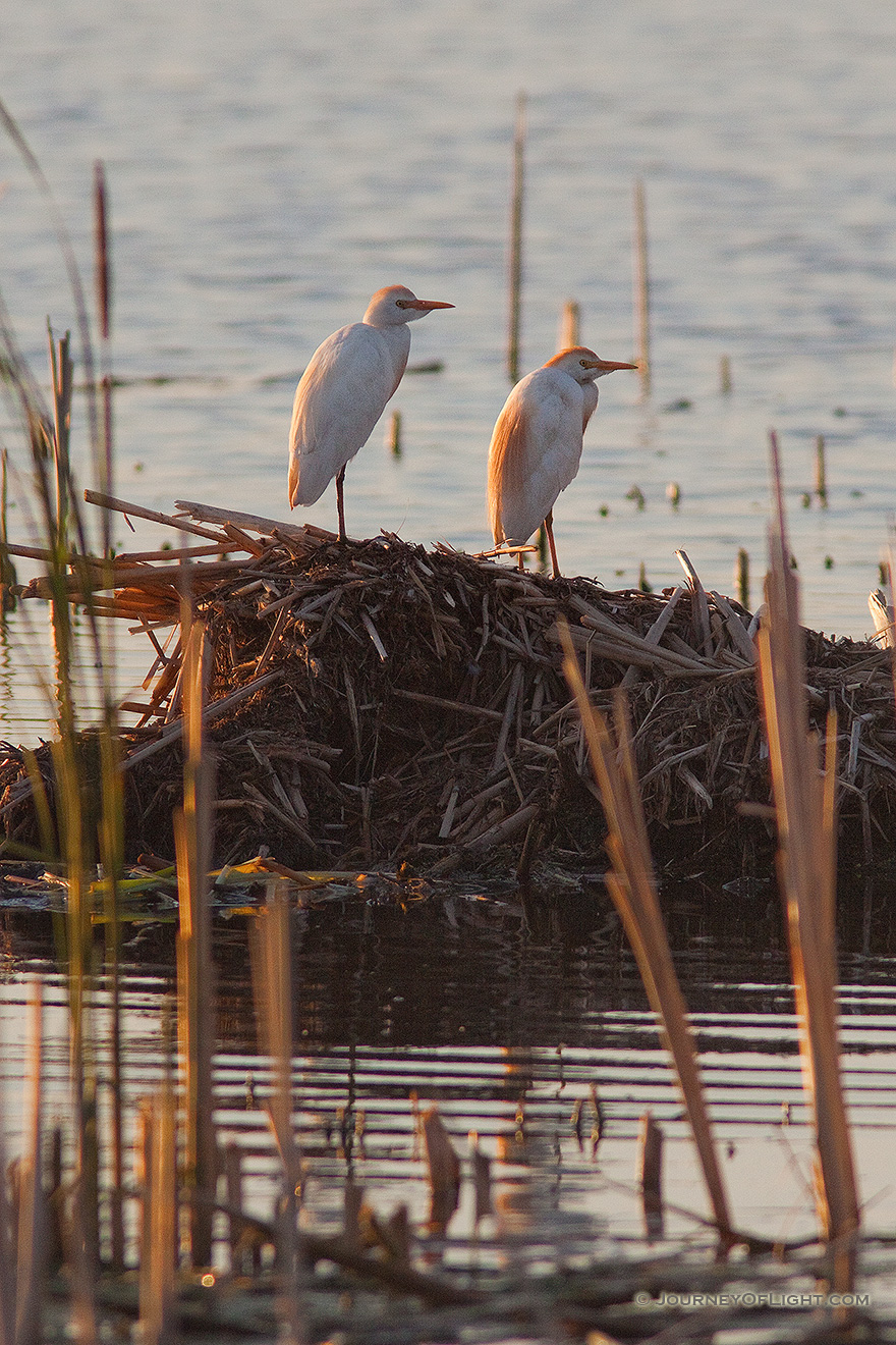 Two egrets rest for a short time at Jack Sinn Wildlife Management Area in Eastern Nebraska. - Jack Sinn Picture