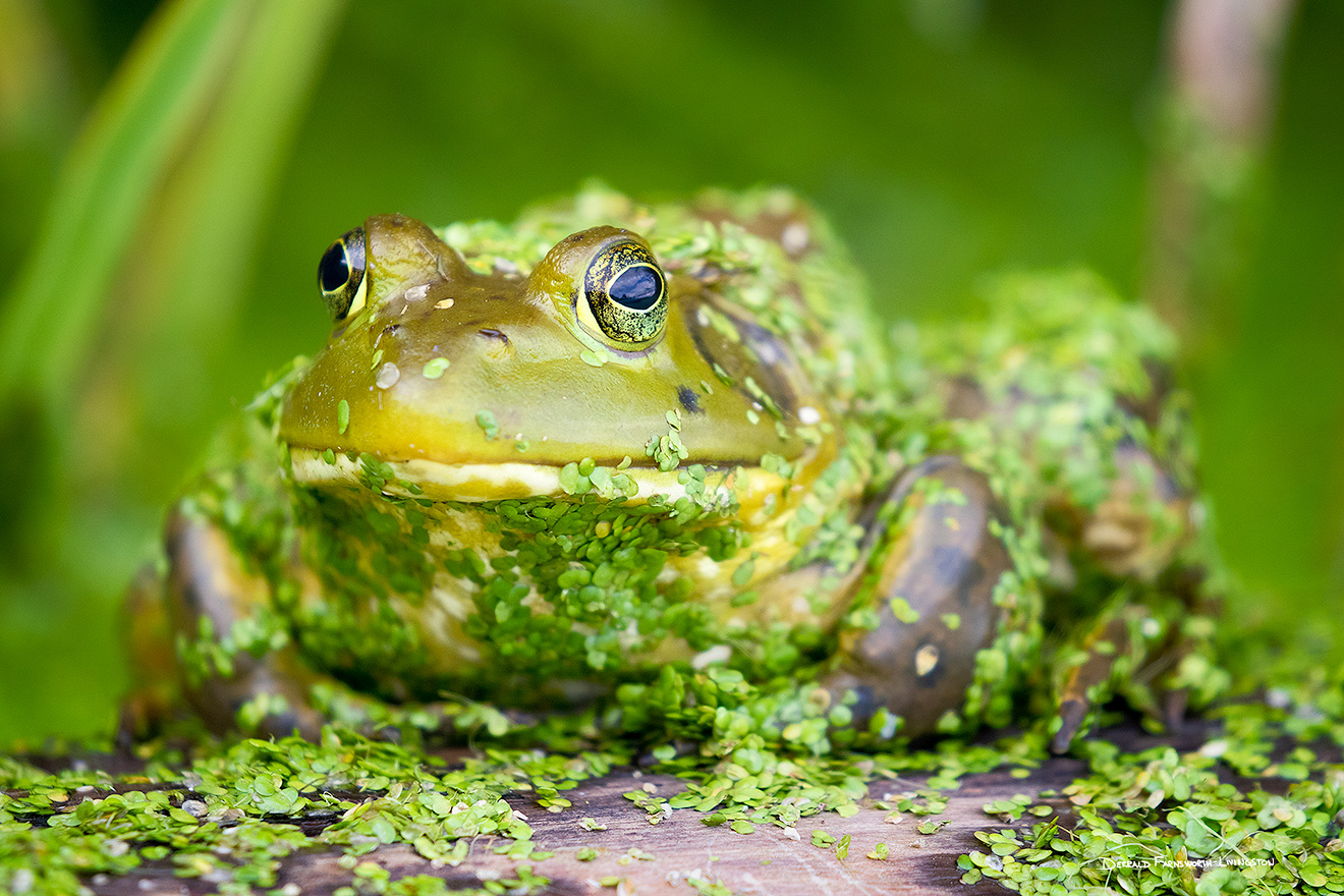 A wildlife photograph of a bullfrog on the log of Shadow Lake in Sarpy County, Nebraska. - Nebraska Picture