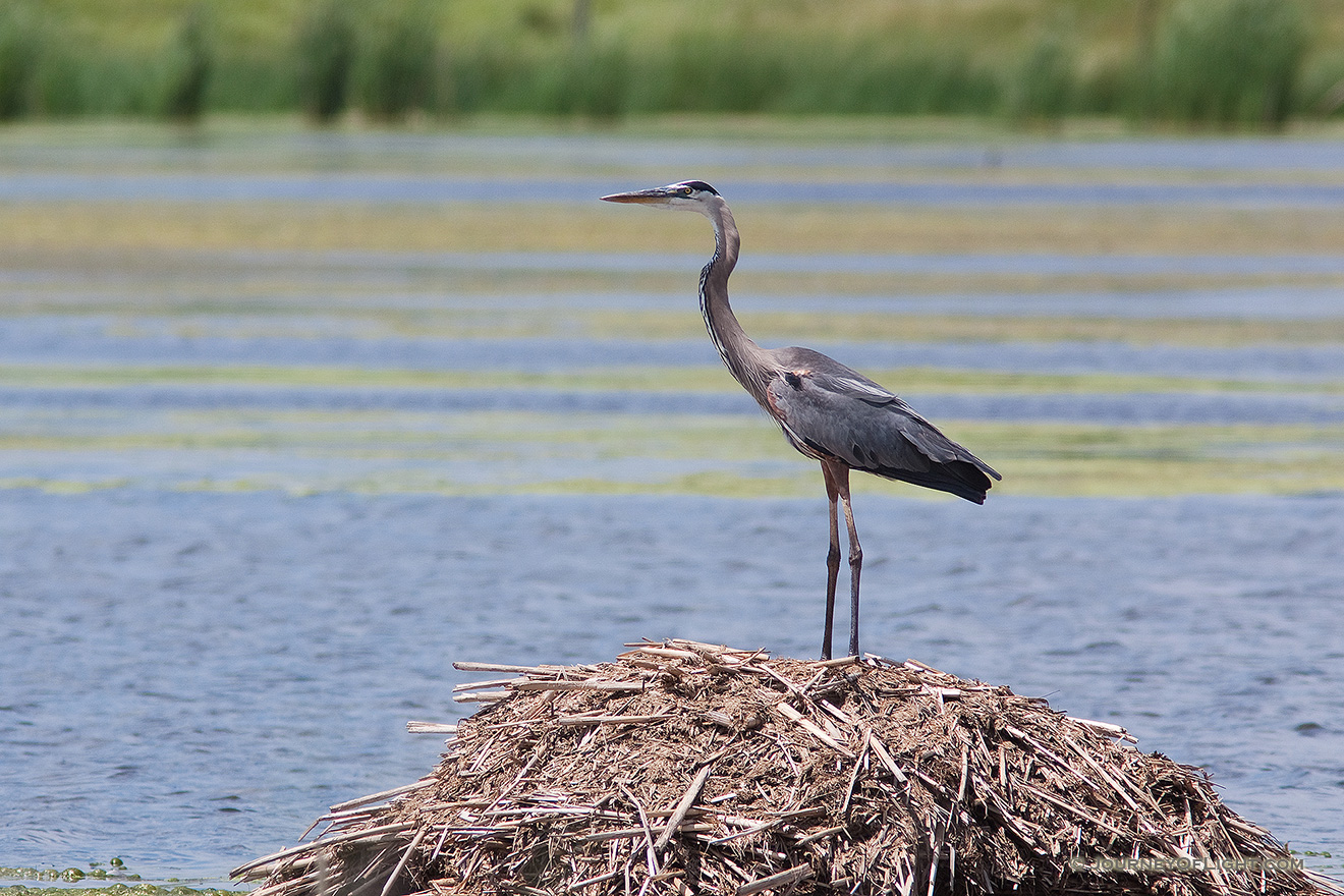 An elegant Blue Heron rests shortly before taking flight. - Jack Sinn Picture