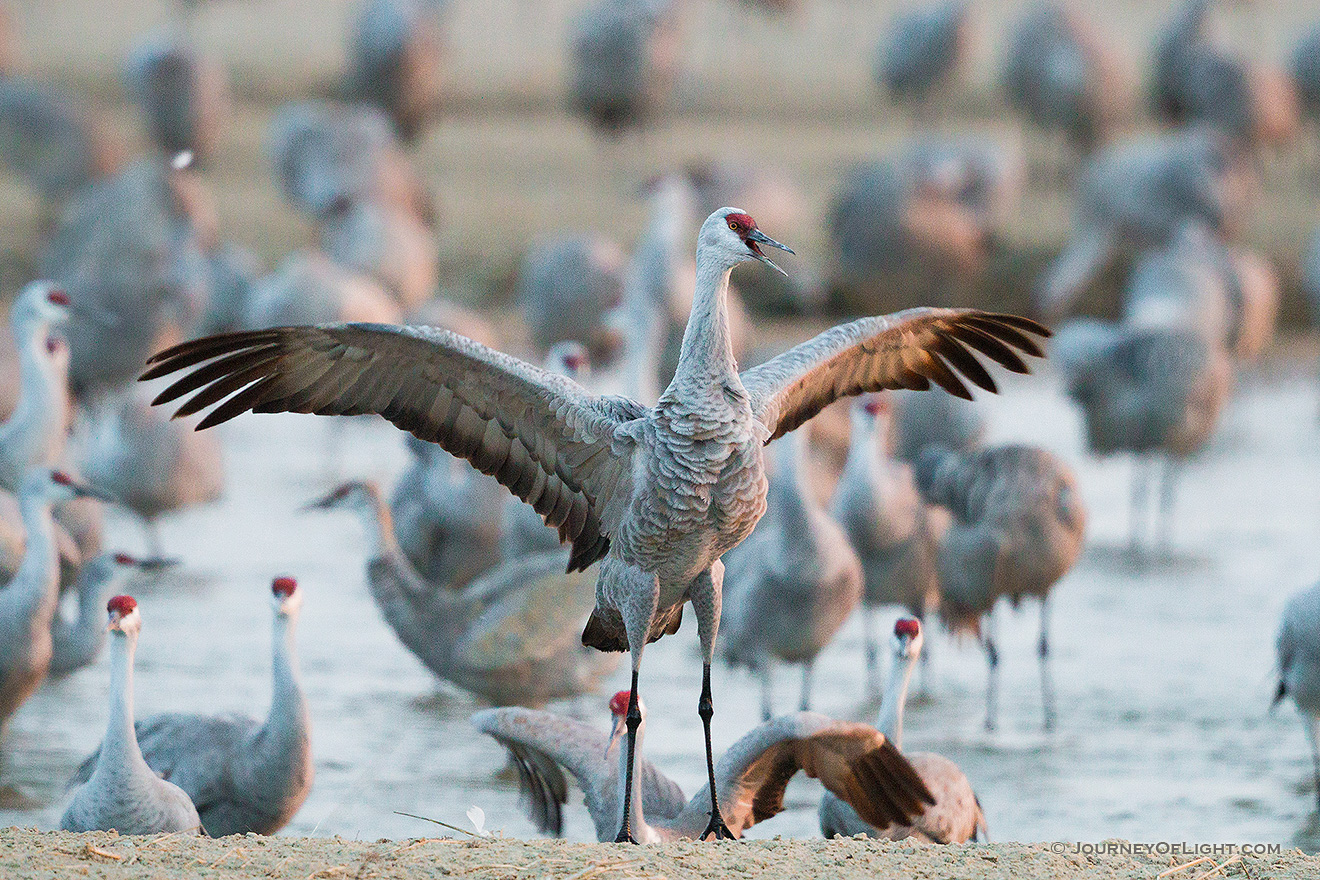 In Central Nebraska a Sandhill Crane spreads out his wings. - Nebraska Sandhill Crane Picture