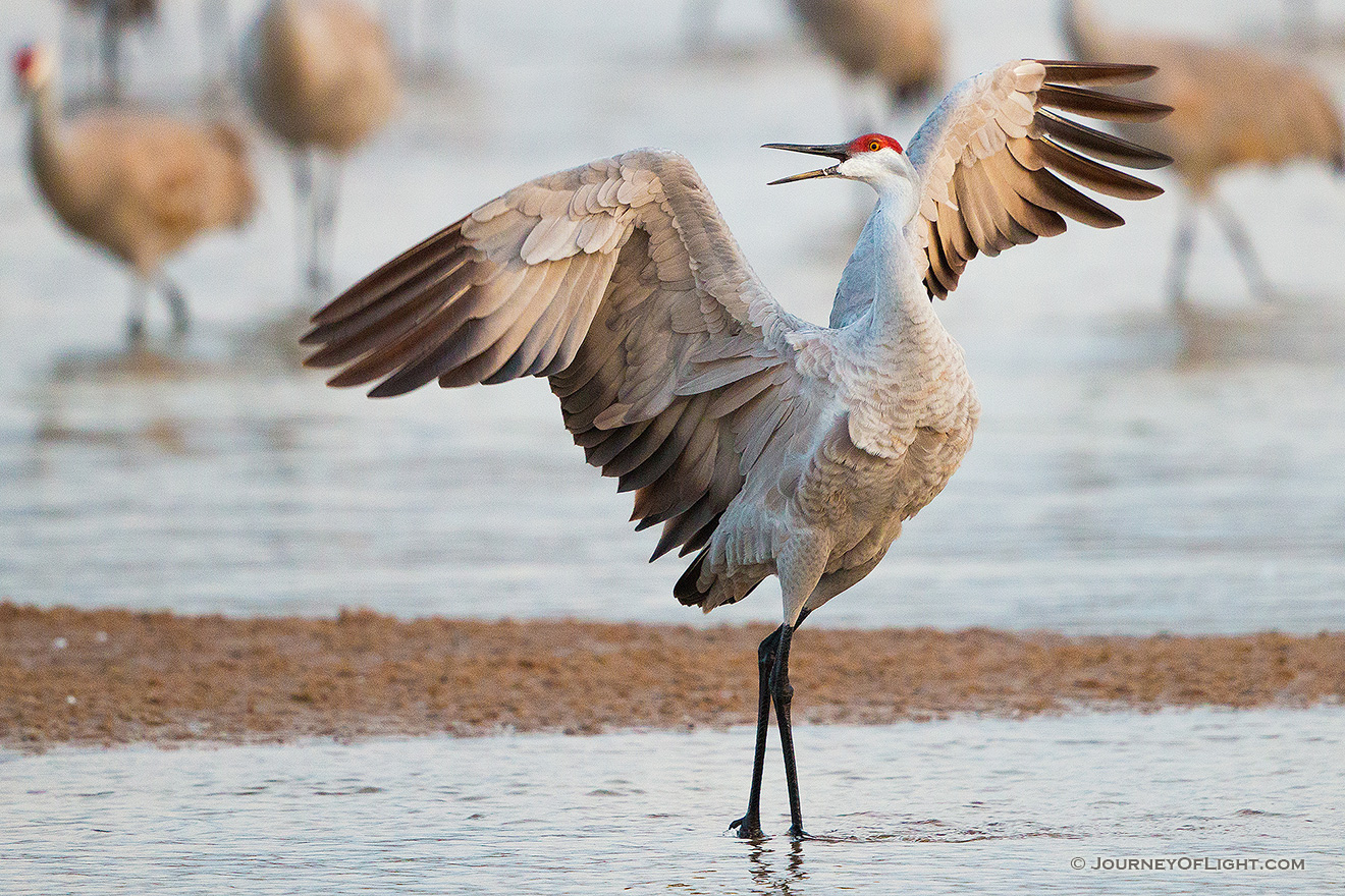 A Sandhill Crane struts on a sandbar on the Platte River in Nebraska. - Nebraska,Wildlife Picture