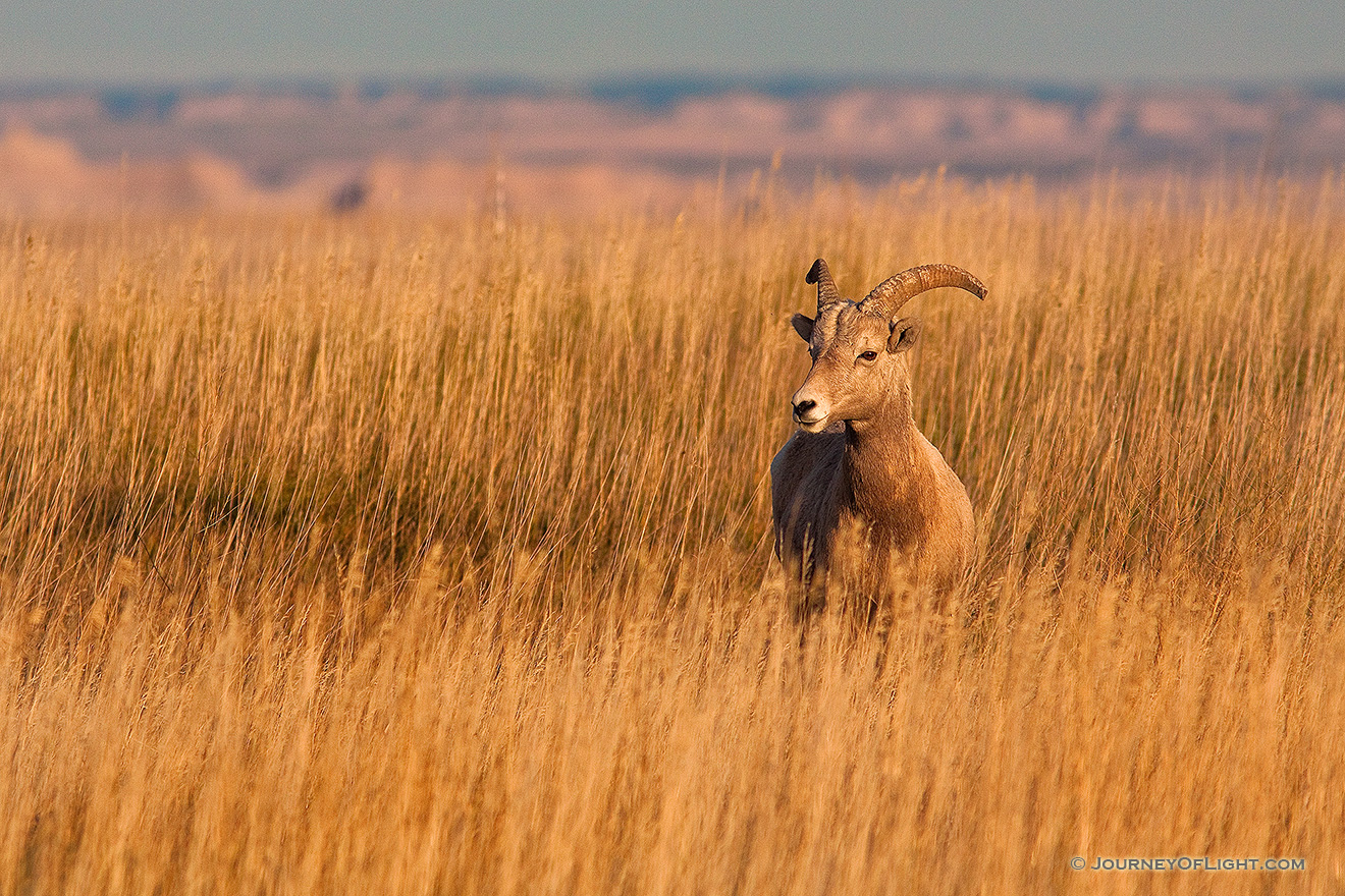 A bighorn sheep in tall prairie grass the Badlands in South Dakota. - South Dakota Picture