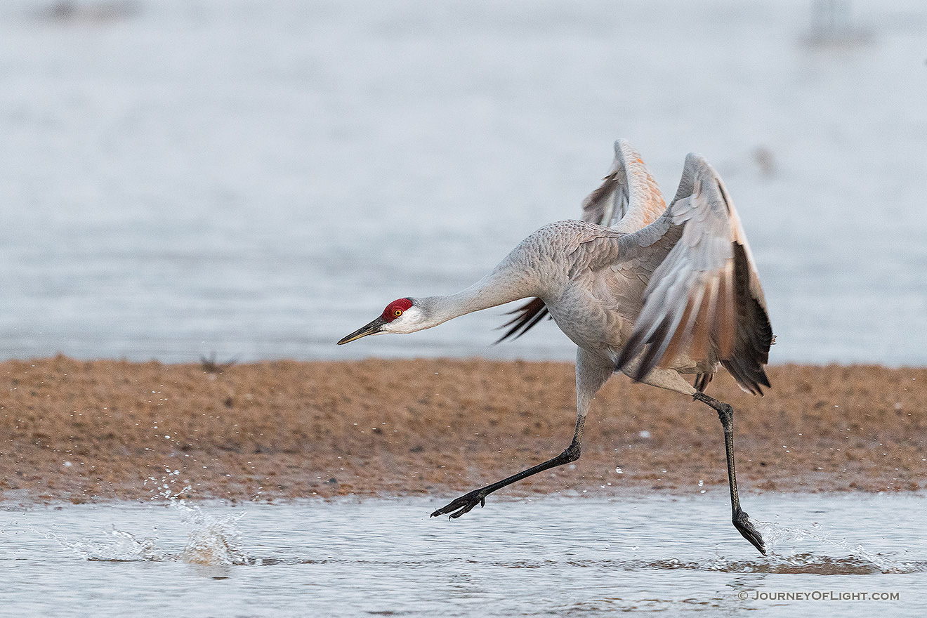 A Sandhill Crane runs on the Platte River in Nebraska on a cool early spring morning. - Nebraska,Wildlife Picture