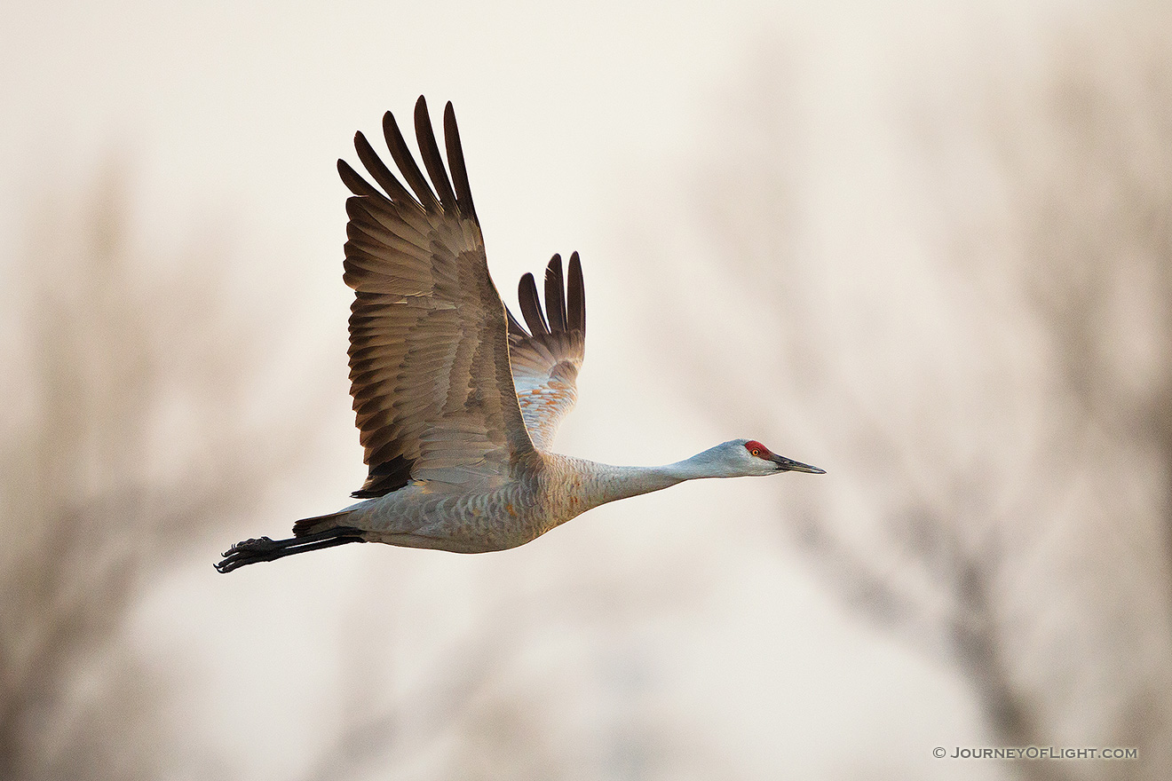 A Sandhill Crane soars high above the Platte River in the early morning just prior to sunrise. - Great Plains,Wildlife Picture