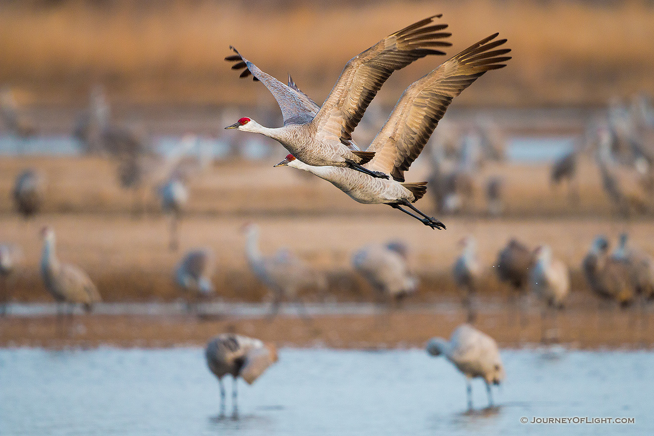 A pair of Sandhill Crane soar high above the Platte River in the early morning just after sunrise. - Great Plains,Wildlife Picture