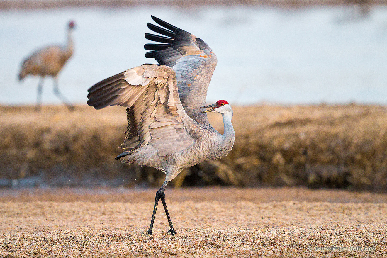 A Sandhill Crane displays on the Platte River in Central Nebraska. - Nebraska,Wildlife Picture