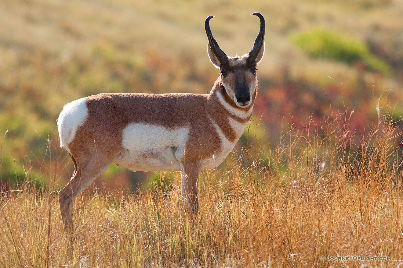 Pronghorn (American Antelope) in Custer State Park, South ...
