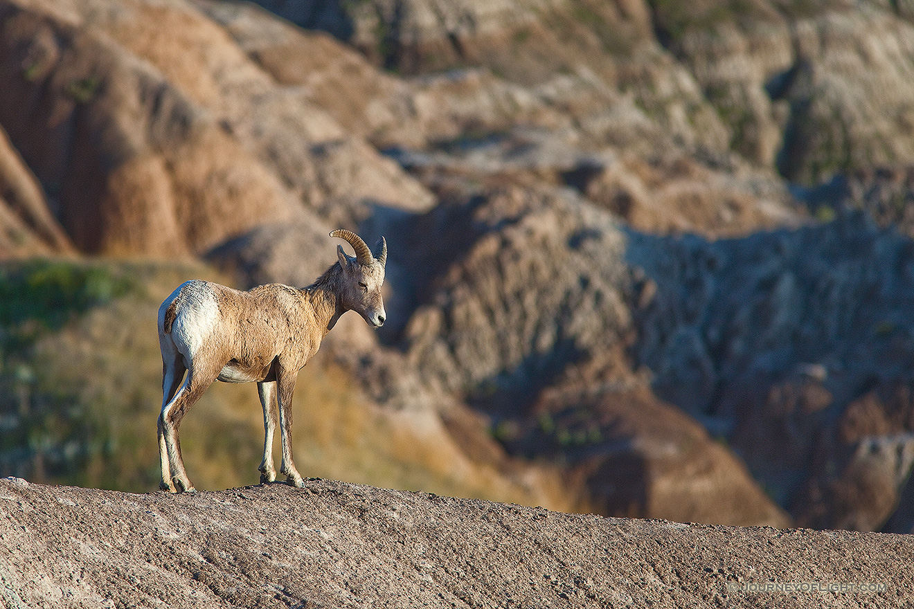 A bighorn sheep looks out across the Badlands in South Dakota. - South Dakota Picture