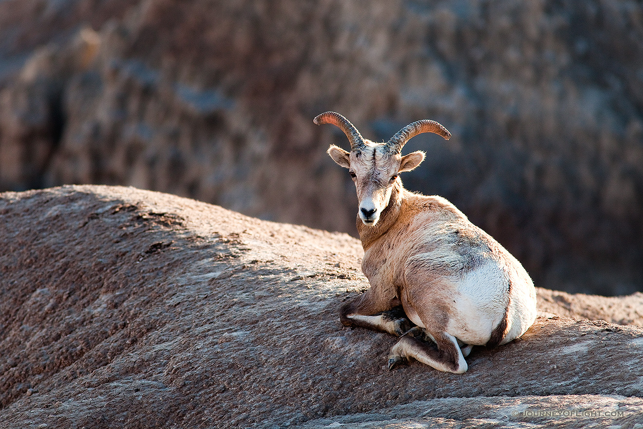 A bighorn sheep rests in the Badlands in South Dakota. - South Dakota Picture