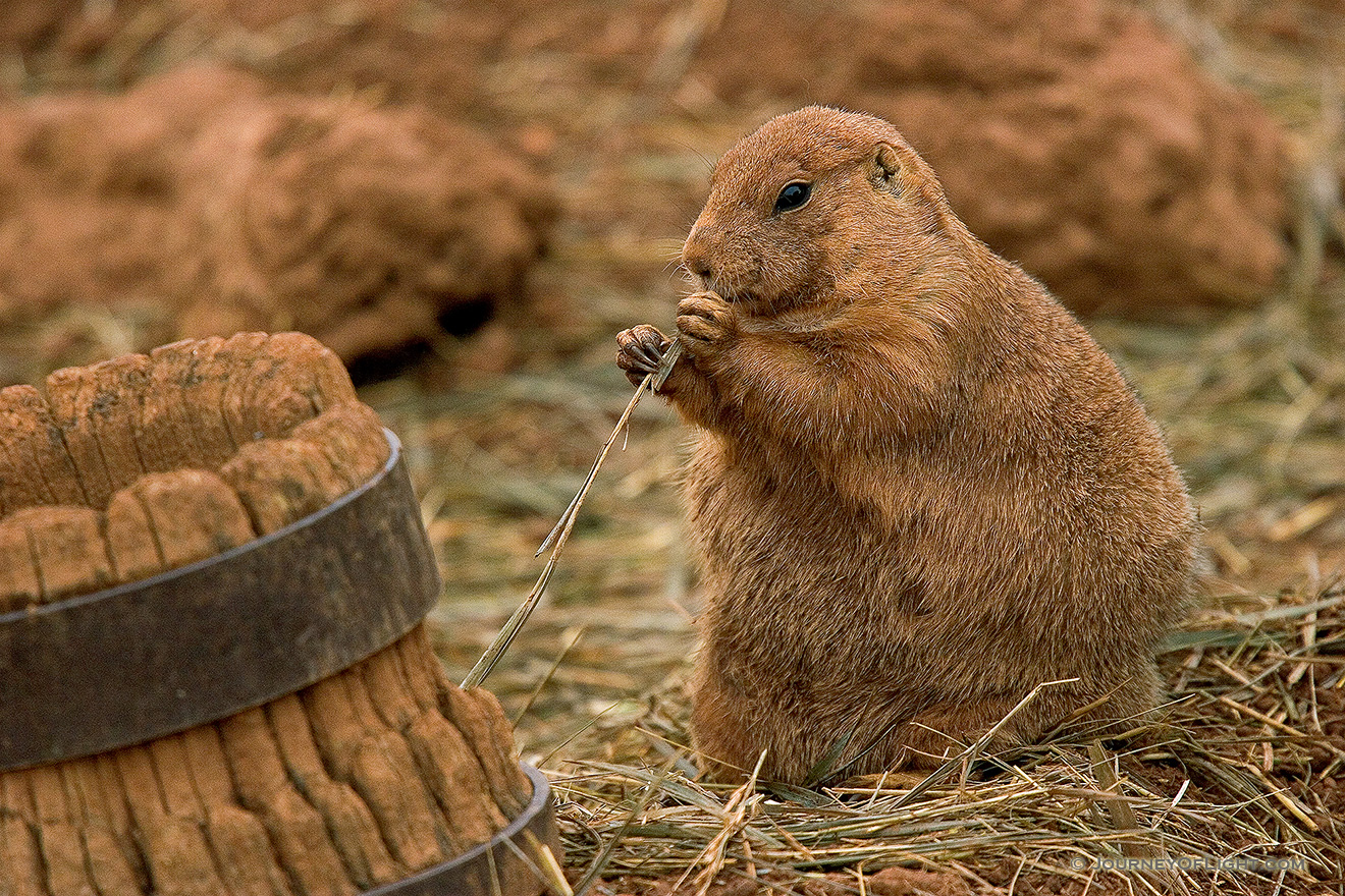 A Prairie Dog enjoys his lot in life. *Captive* - South Dakota Picture