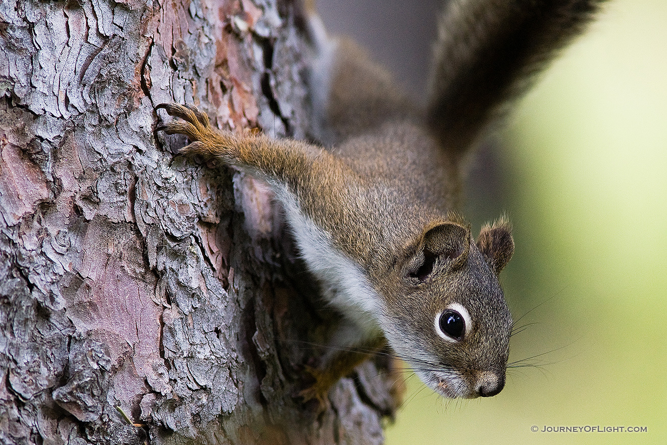A squirrel watches quietly from the safety of a tree. - Rocky Mountain NP Picture