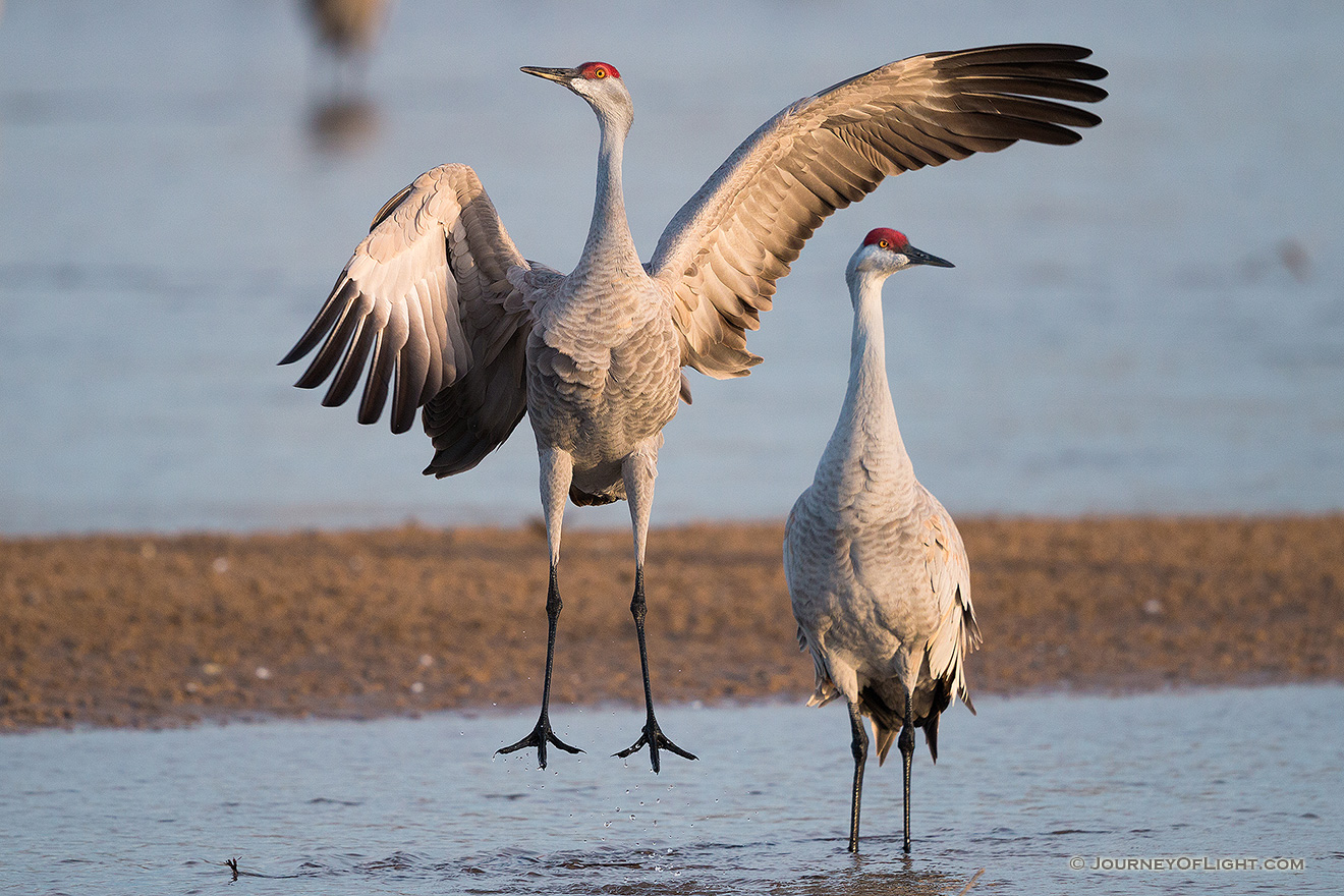 A Sandhill Crane dances on a sandbar on the Platte River in Central Nebraska. - Nebraska,Wildlife Picture