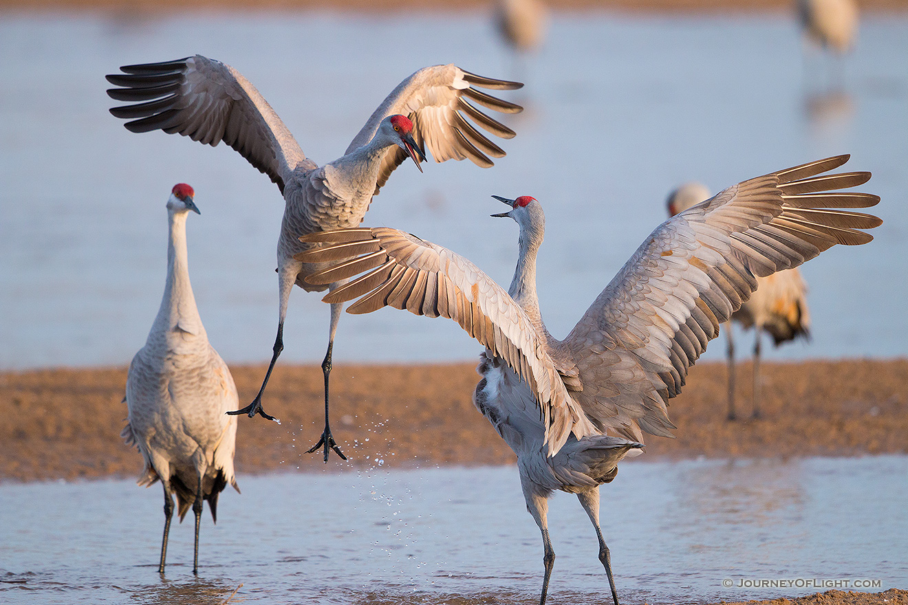 Sandhill Cranes fight on a sandbar on the Platte River in Nebraska on a cool early spring morning. - Nebraska,Wildlife Picture