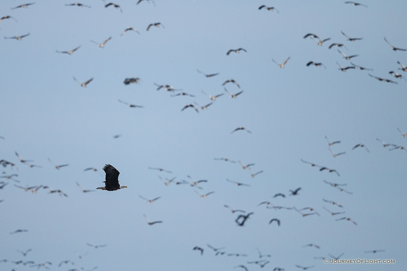 A bald eagle glides across the Platte River in Nebraska startling thousands of Sandhill Cranes. - Great Plains,Wildlife Picture