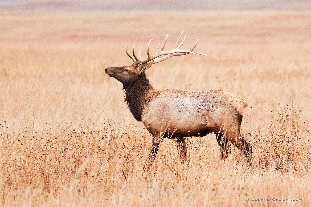 A bull elk struts on the plains at Ft. Niobrara National Wildlife Refuge. - Ft. Niobrara Picture