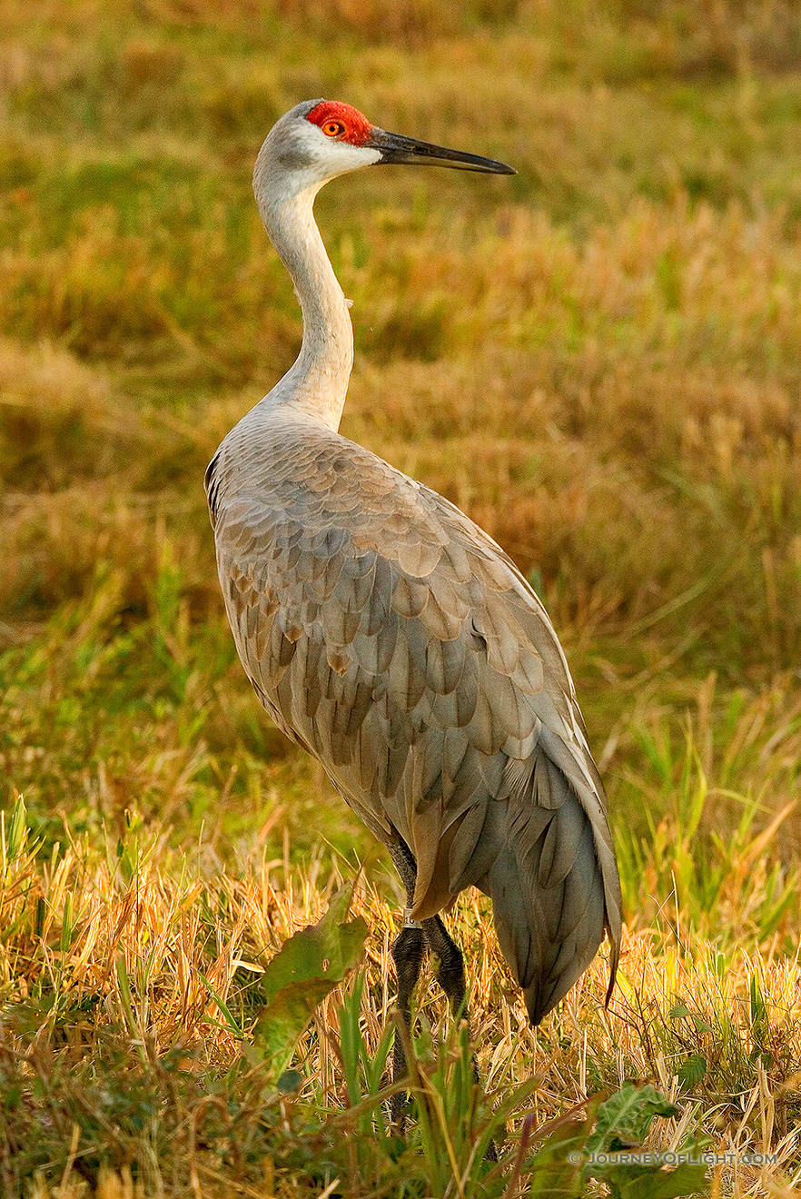 A frequent visitor the sandhills of Nebraska, the Sandhill Crane is an elegant and graceful creature. *Captive* - Nebraska Picture