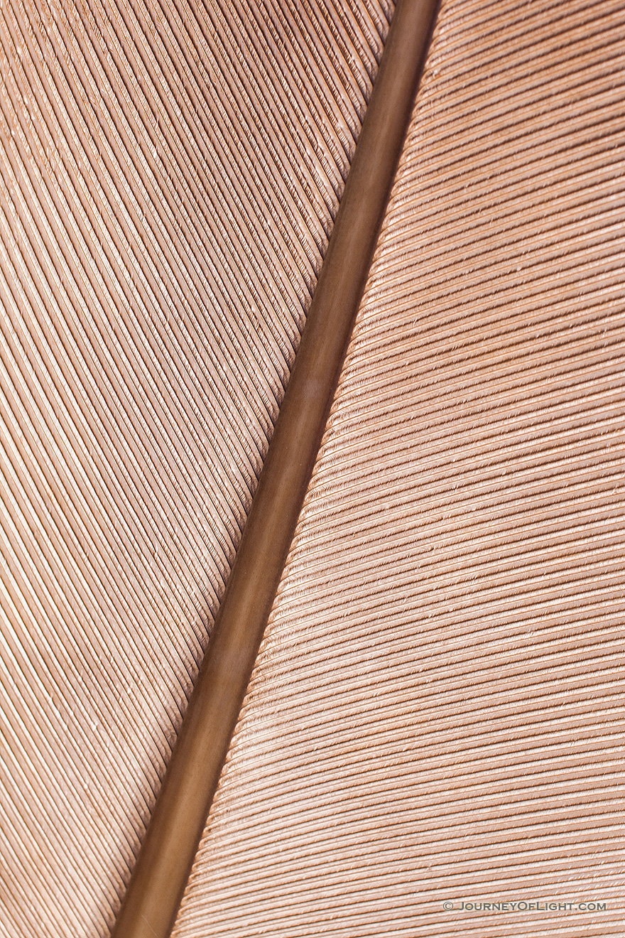 A close-up image of a feather from a Sandhill Crane in central Nebraska. - Sandhill Cranes Picture