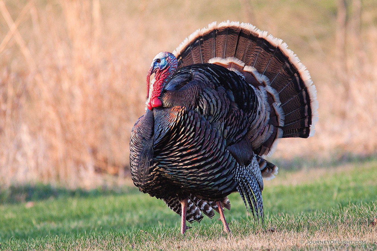 A turkey (tom) displays his plumage for all to see. - Nebraska Picture