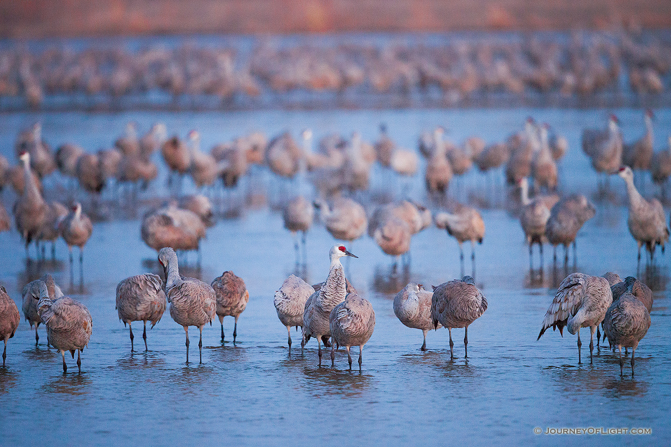 The Sandhill Crane, named for the sandhills of central Nebraska migrates every summer and fall stopping at the Platte River to gain precious pounds for the rest of the journey. - Sandhill Cranes Picture