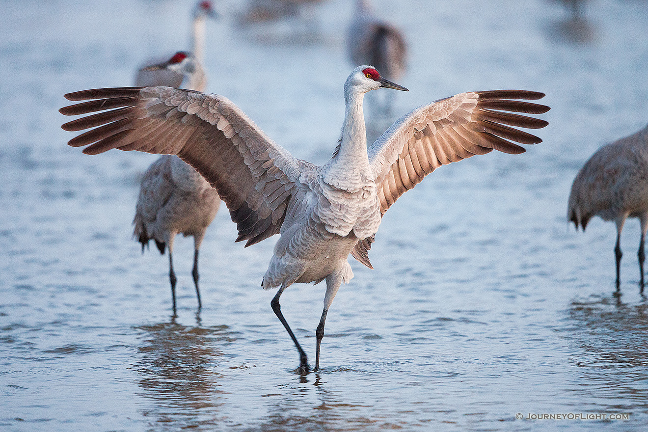 A strutting Sandhill Crane spreads its wings, letting the morning sun filter through the feathers. - Sandhill Cranes Picture