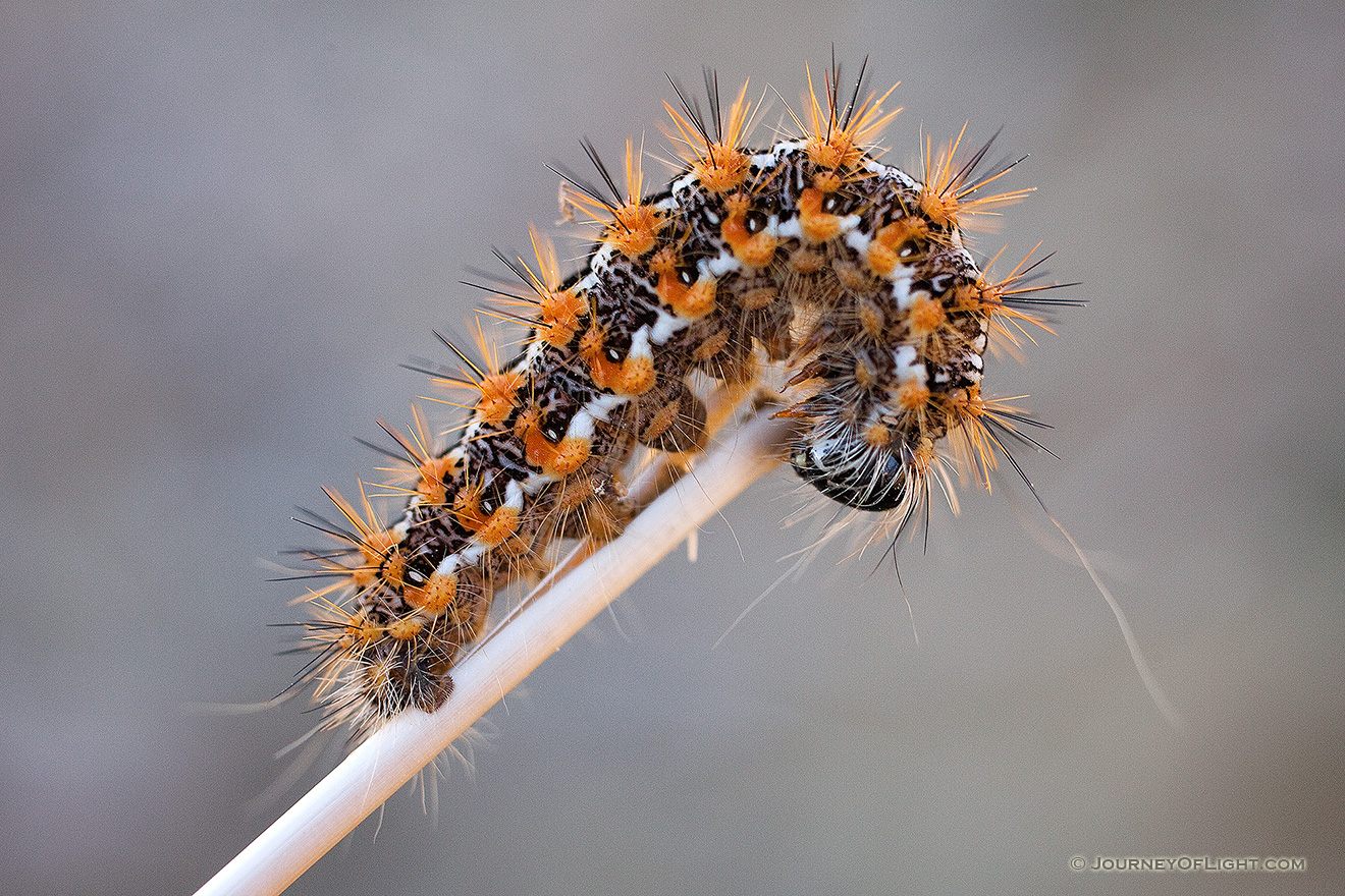 A wooly caterpillar crawls up a shaft of prairie grass in a remote part of Platte River State Park in Cass County, Nebraska. - Nebraska Picture