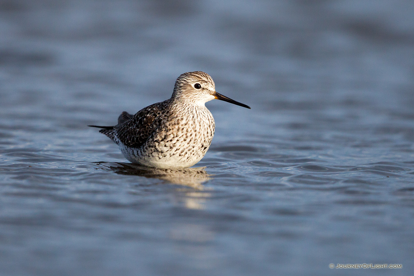 A wildlife photograph of a yellowlegs wading in a Marsh in eastern Nebraska. - Nebraska Picture