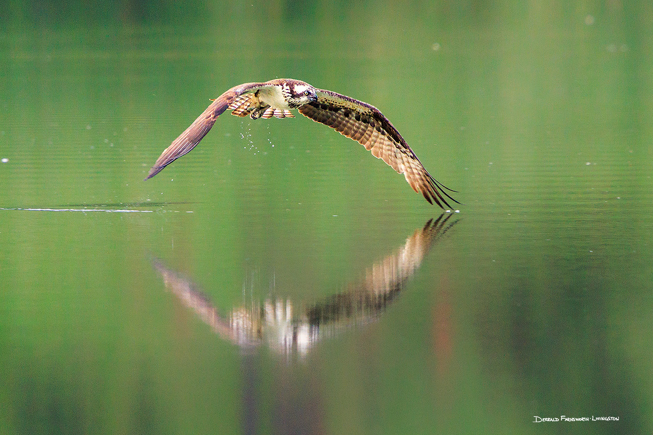 A wildlife photograph of an Osprey in flight in the South Dakota Black Hills. - South Dakota Picture