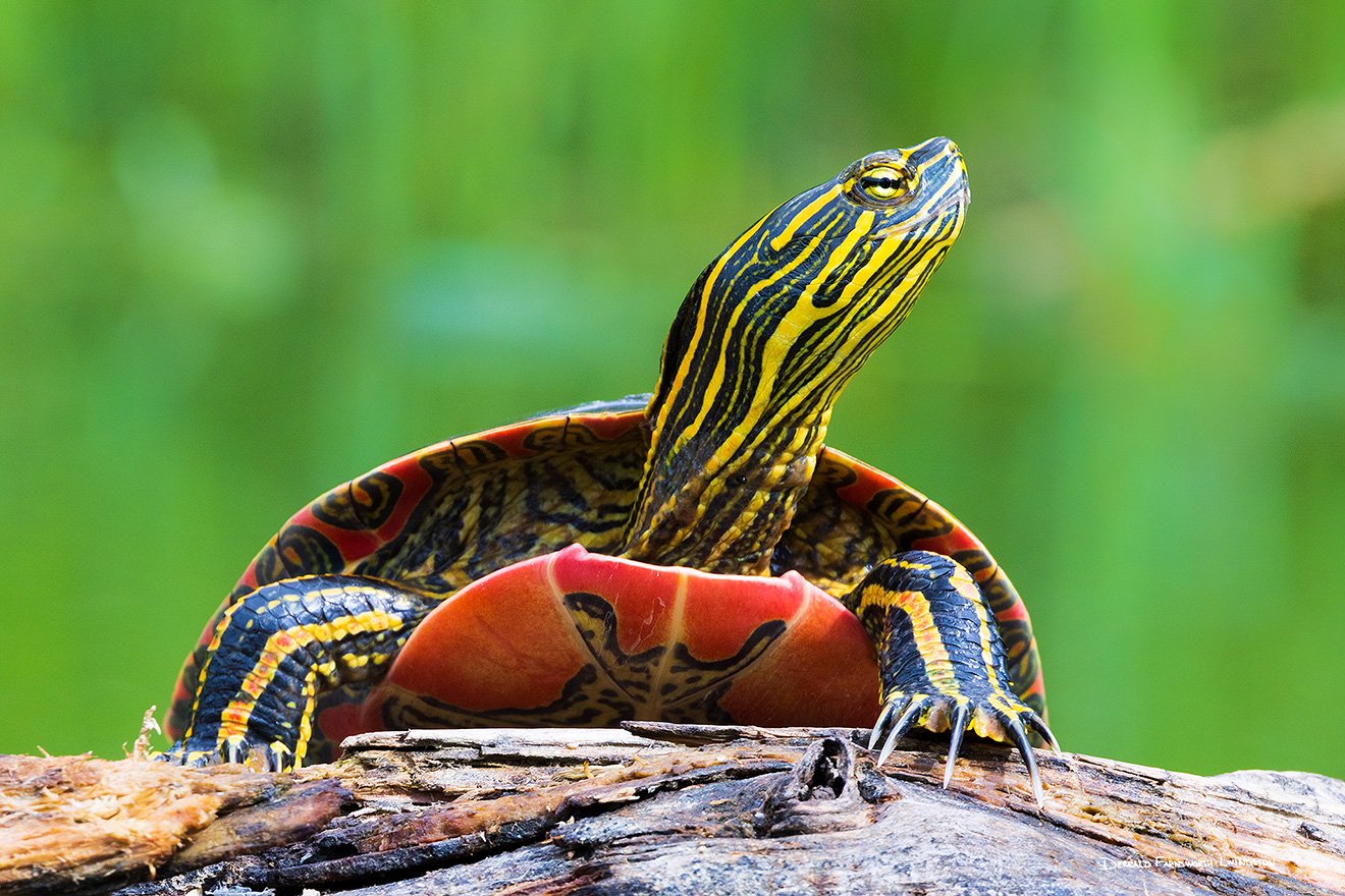 A wildlife photograph of a turtle in the Sandhills of Nebraska. - Nebraska Picture