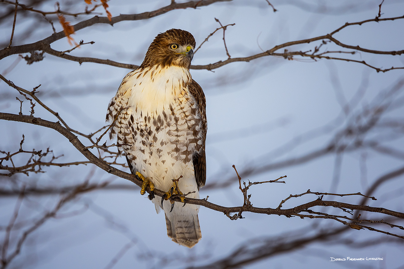 A wildlife photograph of a Red-Tailed Hawk in the winter in eastern Nebraska. - Nebraska Picture