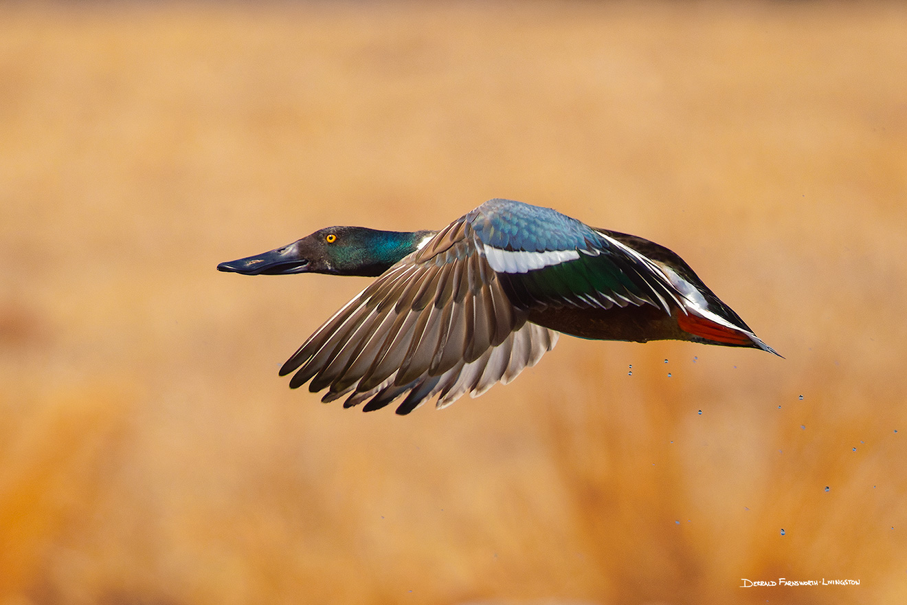 Wildlife photograph of a Northern Shoveler in eastern Nebraska. - Nebraska Picture