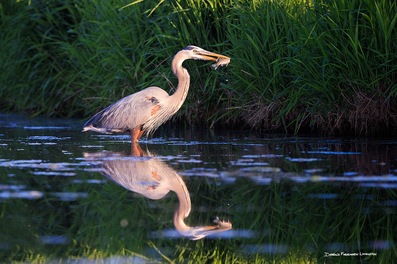 A Nebraska wildlife photograph of a heron catching a fish on Shadow Lake, Nebraska. - Nebraska Picture