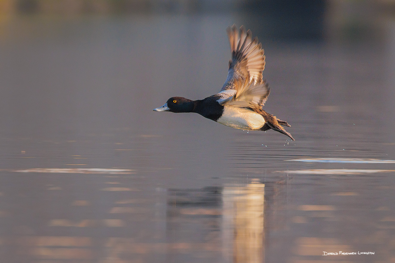 Wildlife photograph of a Lesser Scaulp in eastern Nebraska. - Nebraska Picture