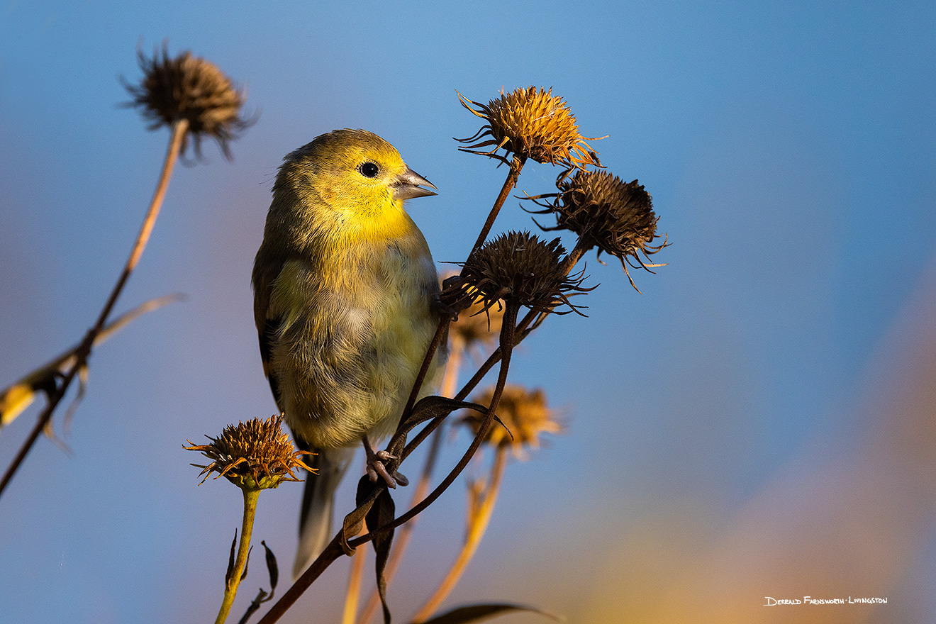 A wildlife photograph of a Yellow Throated Vireo in eastern Nebraska. - Nebraska Picture