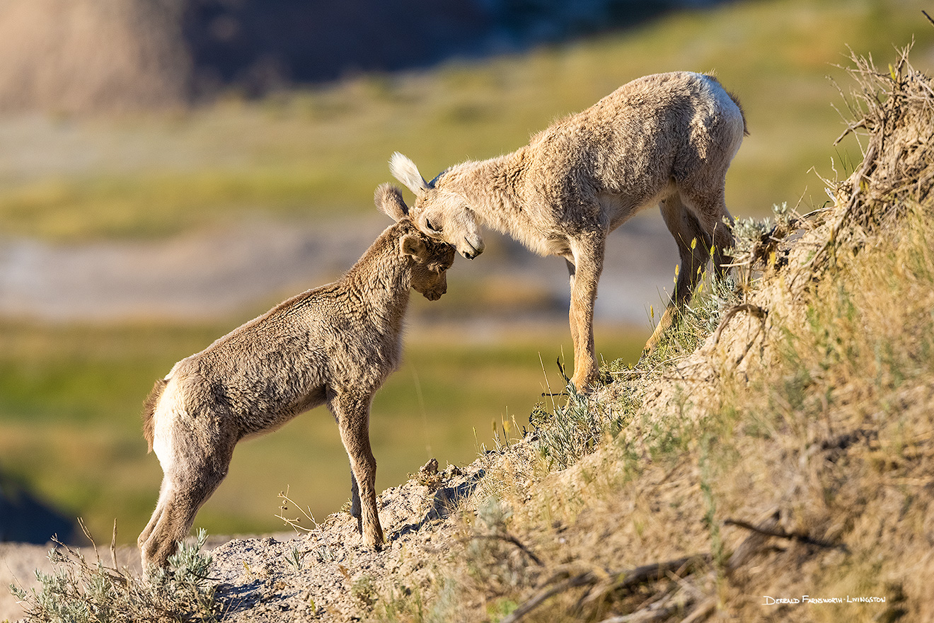 A wildlife photograph of two bighorn sheep kids butting heads in Badlands National Park, South Dakota. - South Dakota Picture